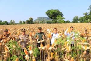 Dukung Produksi Pangan, Satgas Pangan Polri Dampingi Dirjen Tanaman Pangan Kementan Panen di Tuban