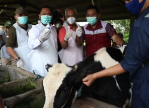 Pemkab Gresik Gencarkan Vaksinasi dan Edukasi Peternak untuk Cegah PMK, Ribuan Dosis Vaksin Siap Disalurkan