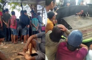 Warga Sumber Terik Krian Resah, Praktek Judi Sabung Ayam Tak Tersentuh Hukum.